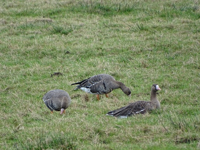 快船队在豪 快船队在豪
