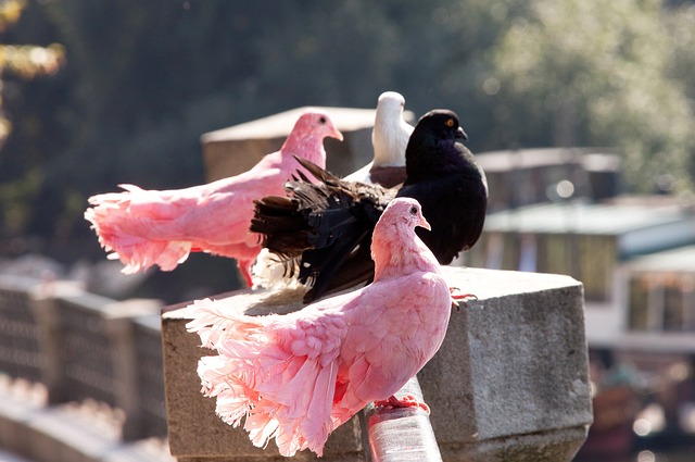 卫内托可以 卫内托可以